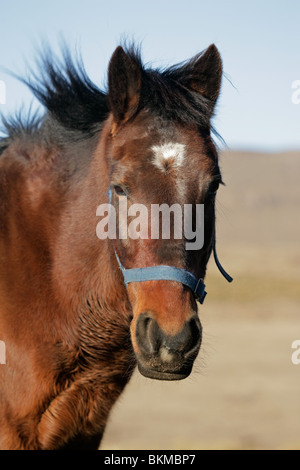 Ritratto di un cavallo marrone Foto Stock