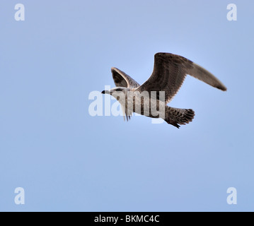 Aringhe giovani gabbiano volare nel cielo blu Foto Stock