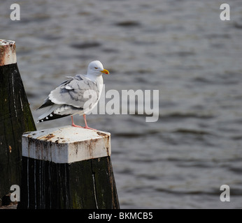 Aringhe adulte gabbiano in appoggio su un post lungo il fiume Amstel Foto Stock