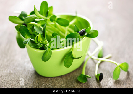 Verde biologico giovani germogli di semi di girasole in una tazza Foto Stock