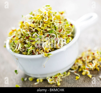 Organici di giovani germogli alfalfa in una tazza Foto Stock