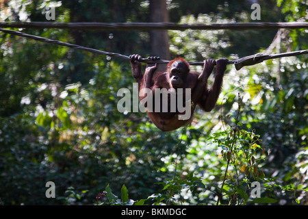Orangutan appeso attorno al centro di riabilitazione di Sepilok Orangutan. Sandakan, Sabah Borneo Malese. Foto Stock