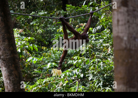 Orangutan appeso attorno al centro di riabilitazione di Sepilok Orangutan. Sandakan, Sabah Borneo Malese. Foto Stock