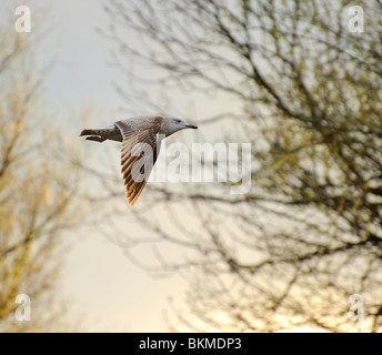 Aringhe giovani gabbiano volare nel cielo blu Foto Stock