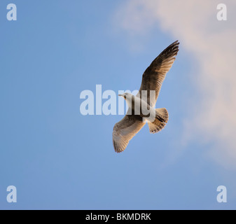 Aringhe giovani gabbiano volare nel cielo blu, la direzione di rotazione Foto Stock