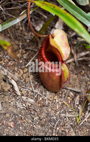 Carnivori di pianta brocca (Nepenthes kinabaluensis) su Mt Kinabalu summit trail. Kinabalu National Park, Sabah, Malaysia. Foto Stock