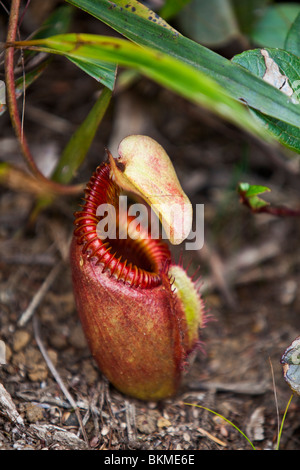 Carnivori di pianta brocca (Nepenthes kinabaluensis) su Mt Kinabalu summit trail. Kinabalu National Park, Sabah, Malaysia. Foto Stock