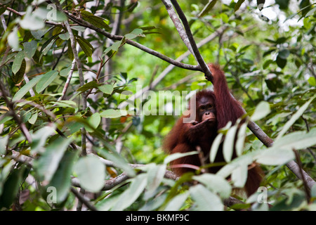 (Orangutan Pongo pygmaeus) negli alberi. Semenngoh Centro faunistico, Kuching, Sarawak, Borneo Malese. Foto Stock