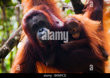 Un giovane Orango Tango (Pongo pygmaeus) aderisce alla sua madre. Semenngoh Centro faunistico, Kuching, Sarawak, Borneo Malese. Foto Stock