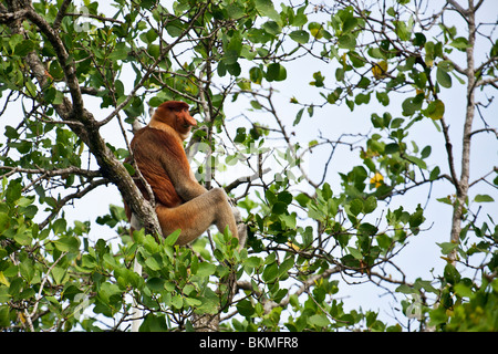 Proboscide di scimmia (Nasalis larvatus) seduti nelle mangrovie treetops. Bako National Park, Kuching, Sarawak, Borneo Malese. Foto Stock