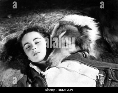 Il coraggio di LASSIE (1946) Elizabeth Taylor COLS 004 Foto Stock