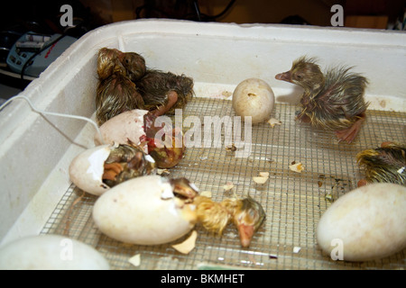 Gosling (baby oche) di schiusa in un incubatore, Hampshire, Inghilterra. Foto Stock