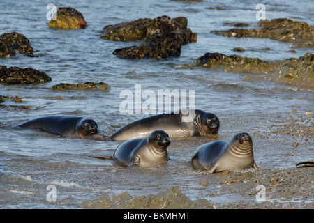 Northern elephant cuccioli di foca sulla spiaggia-PIEDRAS BLANCAS, California, Stati Uniti d'America. Foto Stock