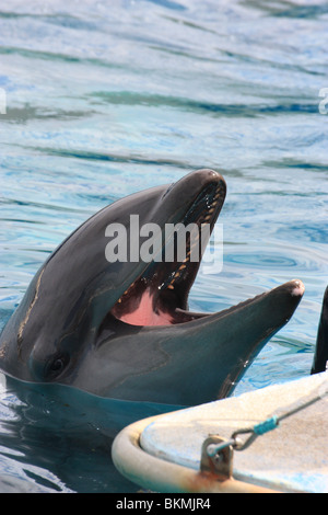 Chiudere le foto dei delfini IN UN POOL BDA Foto Stock