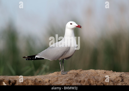 Audouin il gabbiano, Larus audouinii, singolo uccello sulla spiaggia, Western Spagna, Aprile 2010 Foto Stock