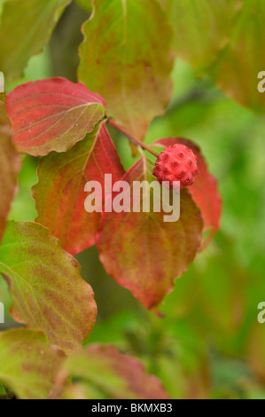 Il cinese sanguinello (Cornus kousa var. chinensis) Foto Stock