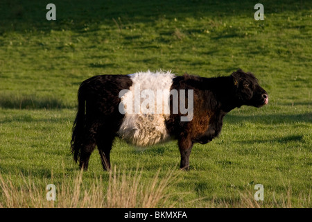 Belted Galloway bullock Foto Stock