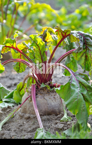 La barbabietola rossa (Beta vulgaris var. conditiva) Foto Stock