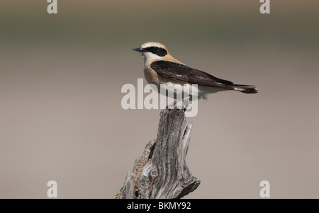 Nero-eared culbianco Oenanthe hispanica, maschio singolo appollaiato sul post, il sud della Spagna, Aprile 2010 Foto Stock