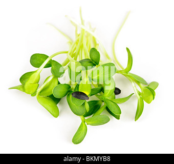 Verde biologico giovani germogli di semi di girasole isolati su sfondo bianco Foto Stock