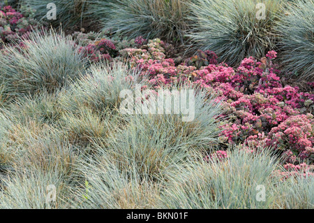 Festuca blu (festuca cinerea syn. festuca glauca) e rosa stonecrop (sedum ewersii syn. hylotelephium ewersii) Foto Stock