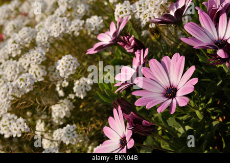 Cape marguerite (osteospermum ecklonis 'jamboana luce viola' syn. dimorphotheca ecklonis 'jamboana luce viola') e sweet alyssum (lobularia Foto Stock