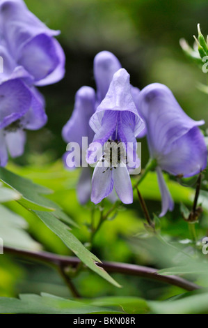 Monkshood giapponese (aconitum japonicum) Foto Stock