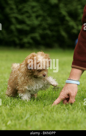 Bolonka zwetna dà paw Foto Stock