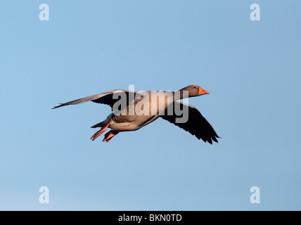 Oca Graylag, Anser anser, singolo uccello in volo, Norfolk, inverno 2010 Foto Stock