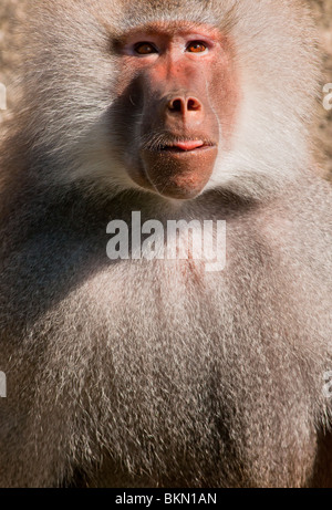 Hamadryas maschio di babbuino Papio hamadryas Etiopia Africa Foto Stock