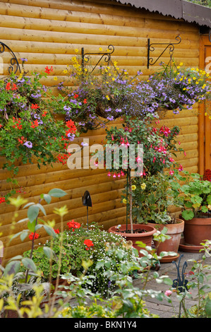 Pelargoniums (pelargonium), fata fan-fiori (scaevola aemula), beggarticks (bidens) e fuchsias (fuchsia) Foto Stock