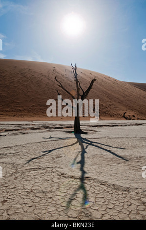 Annerita Camel Thorn Tree in Silhouette e getta un' ombra in Deadvlei, Sossusvlei, Namibia Foto Stock