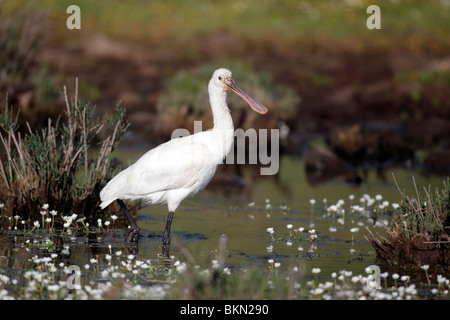 Spatola Platalea leucorodia, singolo uccello in piedi in acque poco profonde e fiori bianchi, Portogallo meridionale, Aprile 2010 Foto Stock