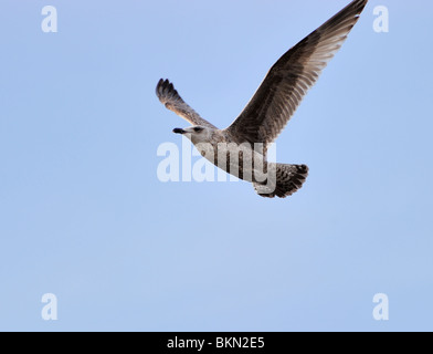 Aringhe giovani gabbiano volare nel cielo blu Foto Stock