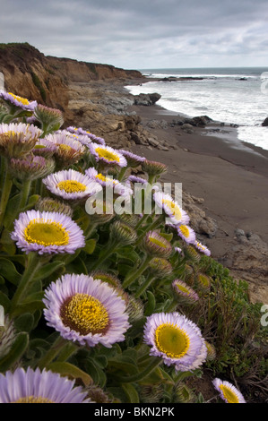 California fiori selvatici fioriscono lungo una scogliera sopra l'Oceano Pacifico shore. Foto Stock