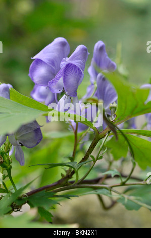 Monkshood giapponese (aconitum japonicum) Foto Stock