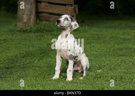 Alano cucciolo Foto Stock