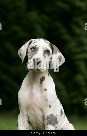 Alano cucciolo Foto Stock