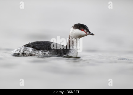 Svasso della Slavonia, Podiceps auritus, singolo uccello sull'acqua, Worcestershire, Marzo 2010 Foto Stock