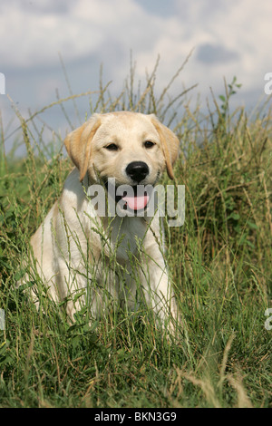 Giovani labrador retriever Foto Stock