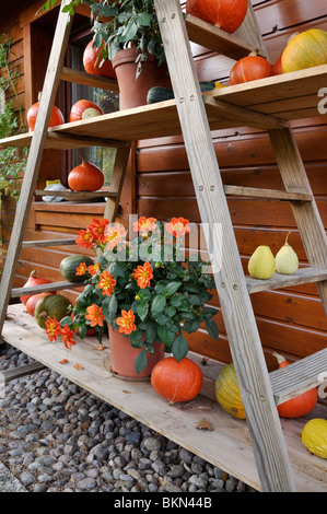 Etagere con dahlia e zucche. design: marianne e detlef lüdke Foto Stock