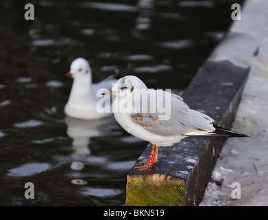 I capretti nero gabbiano con testa in appoggio sulla sponda di un lago Foto Stock
