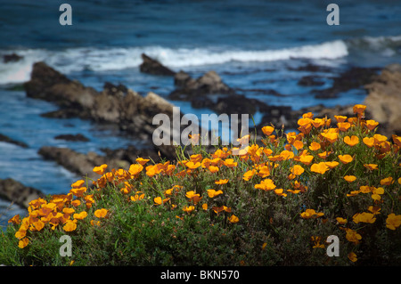 California papaveri fioriscono lungo una scogliera sopra l'Oceano Pacifico shore. Foto Stock