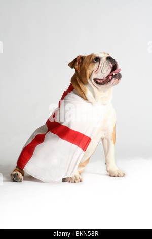 Un Bulldog inglesi sat cercando orgoglioso e nobile drappeggiati in bandiera di Saint George / Inghilterra bandiera. Word Cup speranza. Foto Stock