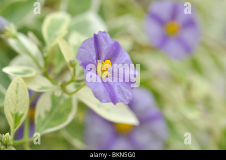 Patata blu bush (lycianthes rantonnetii syn. solanum rantonnetii) Foto Stock