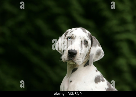 Alano cucciolo Foto Stock