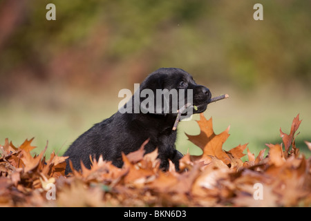 Il Labrador Retriever cucciolo Foto Stock