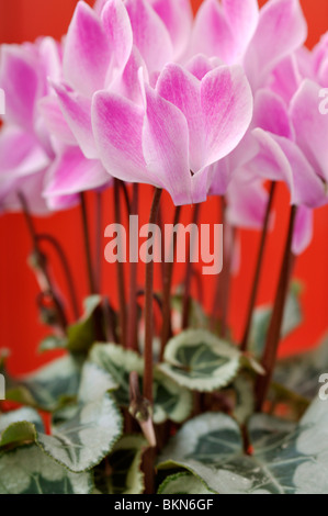 Il persiano ciclamino (Cyclamen persicum) Foto Stock