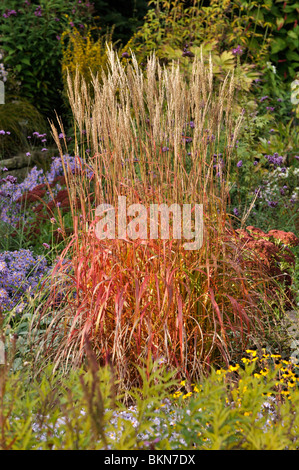 Miscanto (miscanthus sinensis "GHANA") Foto Stock