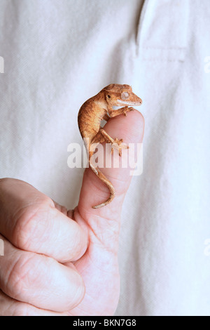 Una nana gecko appollaiato su un uomo con il pollice per dimostrare come i piccoli il geco è. Foto Stock